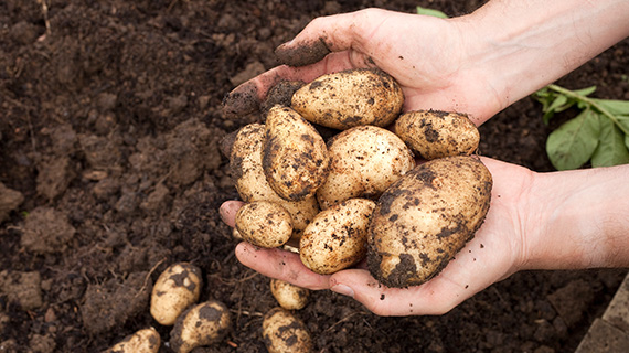 Potato covers